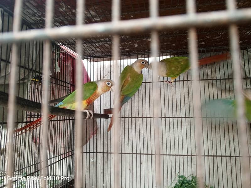 Pineapple conure 1