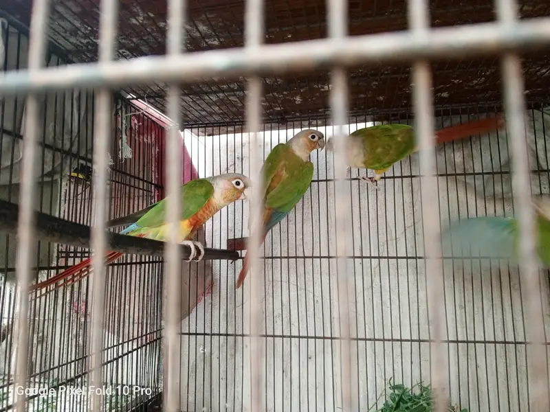 Pineapple conure breeder pair with DNA certificate available for sale — photo 2
