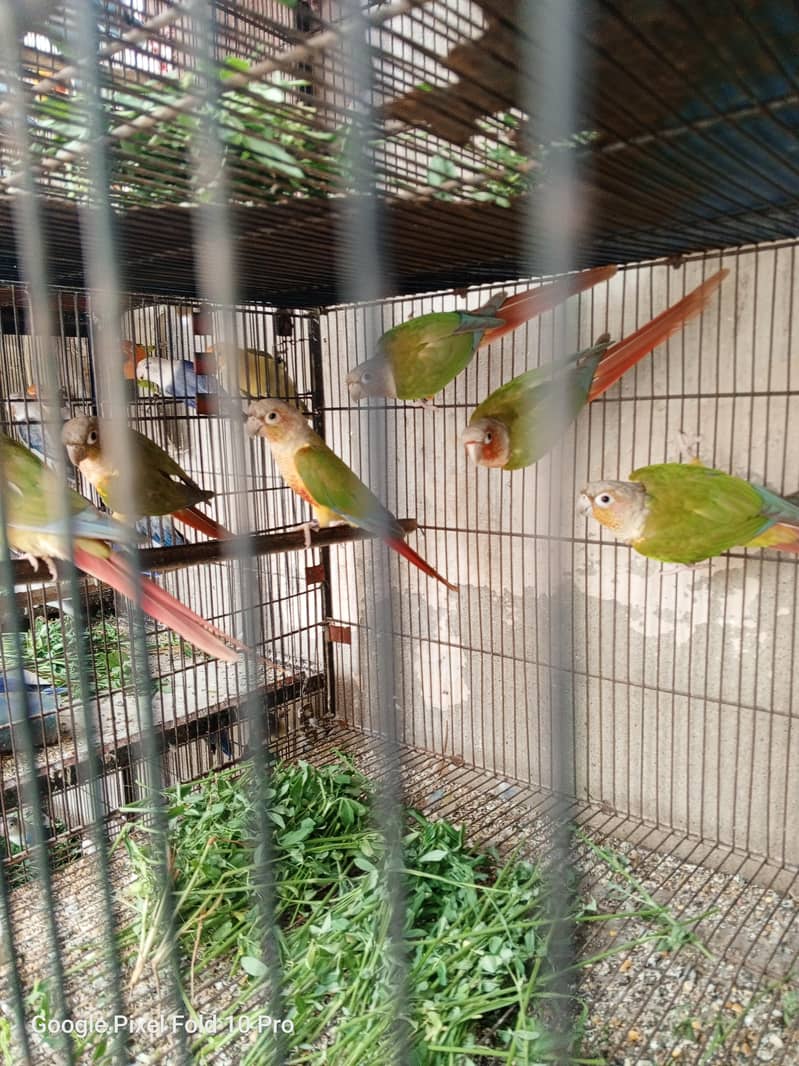 Pineapple conure 2