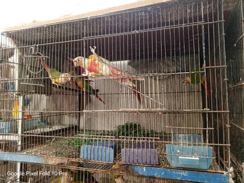 Pineapple conure 3