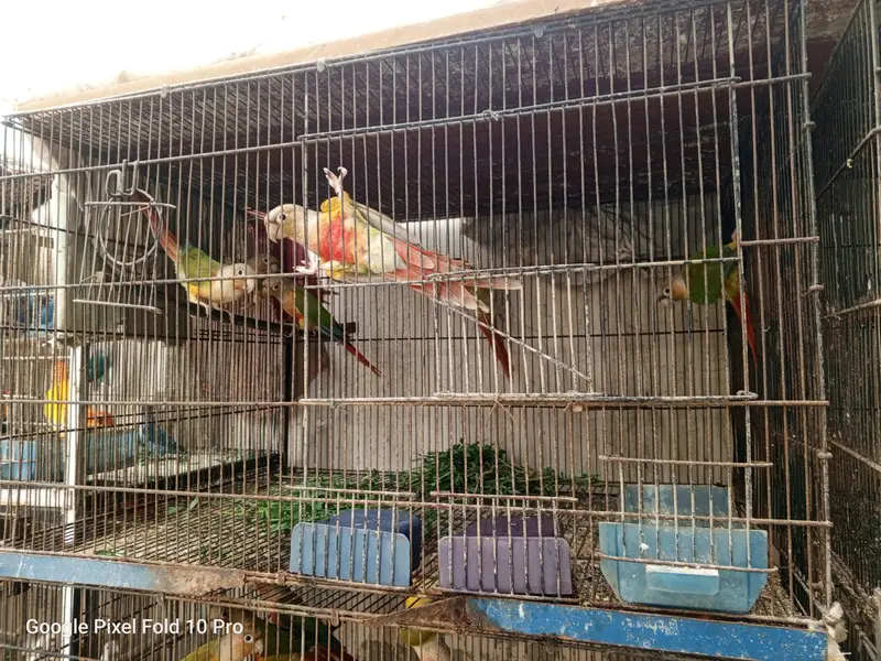 Pineapple conure breeder pair with DNA certificate available for sale — photo 4