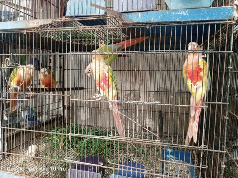 Pineapple conure 4