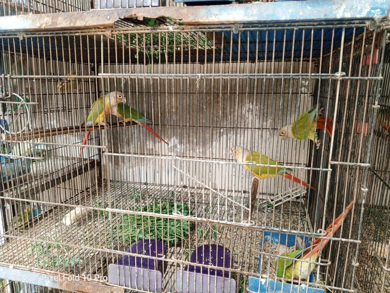 Pineapple conure 5