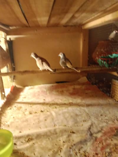 dimond doves