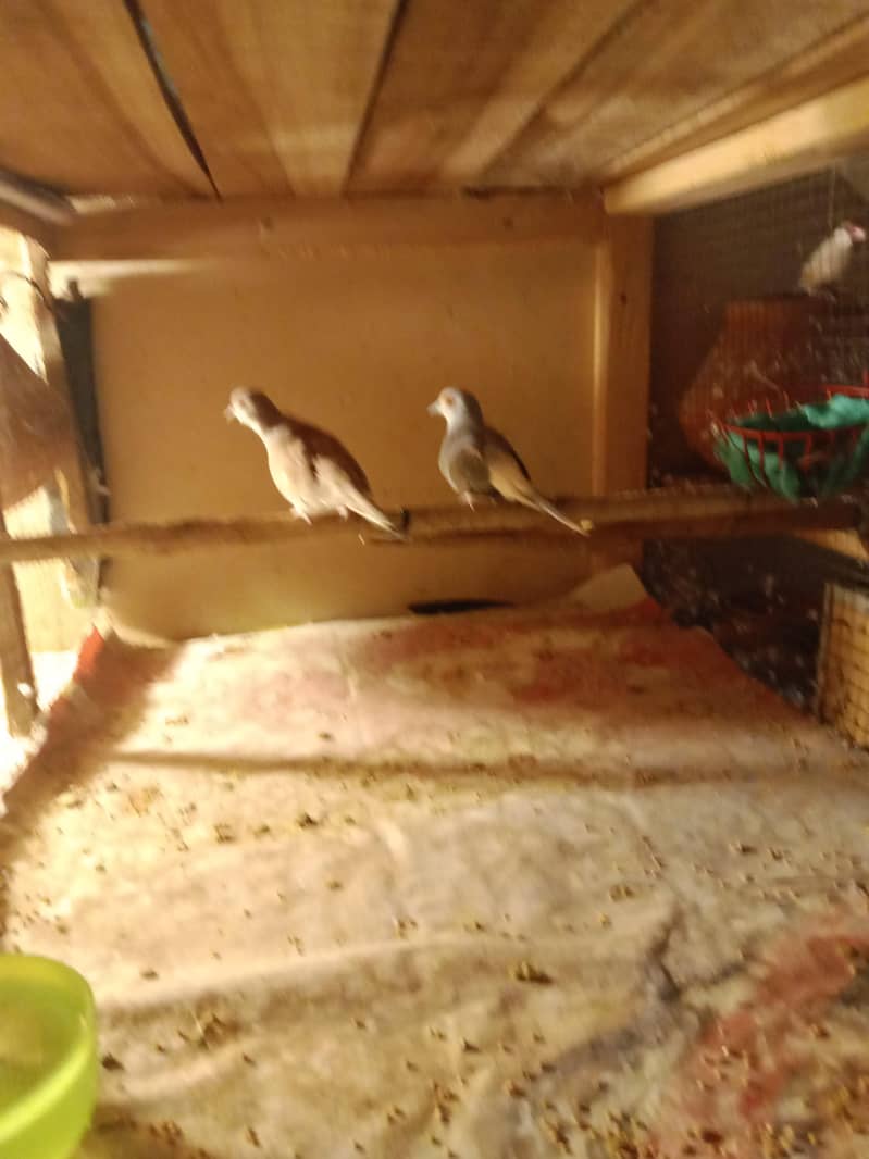 dimond doves 0