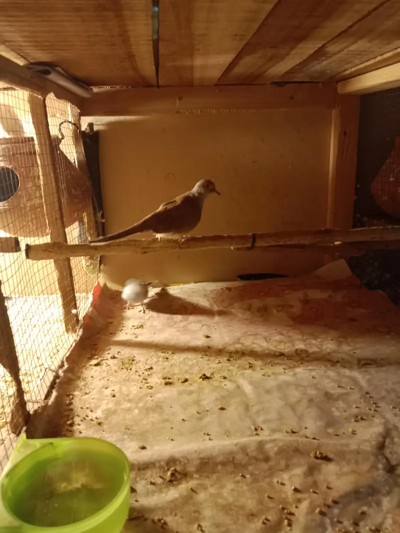 dimond doves — photo 2