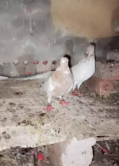 Male or female briding pair 2