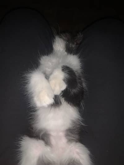Very gud cats