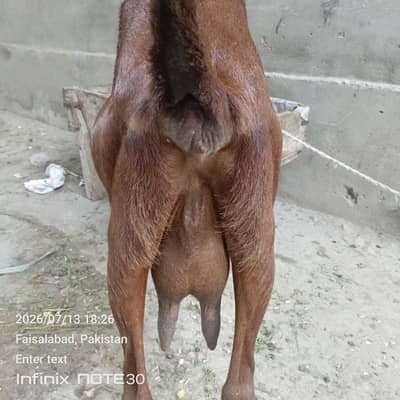 ghaban 4 month 17 din ki dogli nagri goat for salee