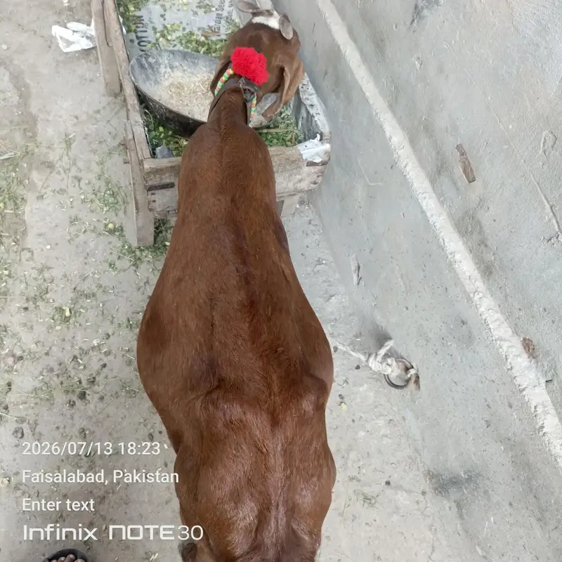 ghaban 4 month 17 din ki dogli nagri goat for salee — photo 2