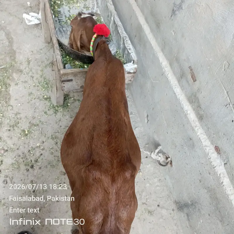 ghaban 4 month 17 din ki dogli nagri goat for salee — photo 3
