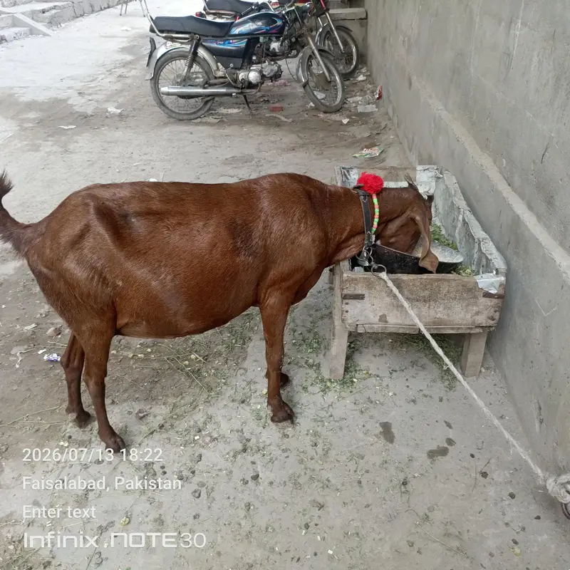 ghaban 4 month 17 din ki dogli nagri goat for salee — photo 4