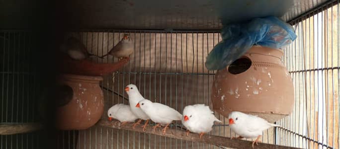 Finch | snowwhite | halforange | finches
