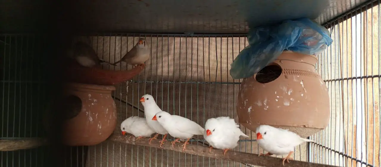 Finch | snowwhite | halforange | finches