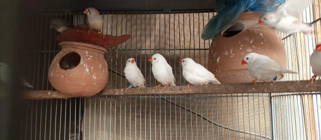 Finch | snowwhite | halforange | finches — photo 2