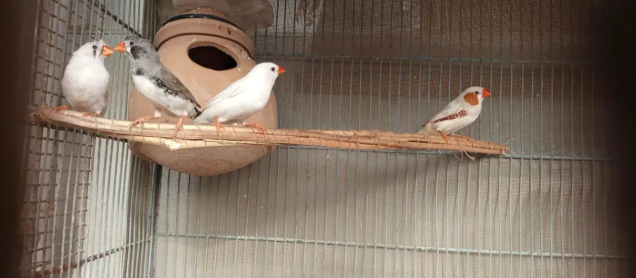 Finch | snowwhite | halforange | finches — photo 3