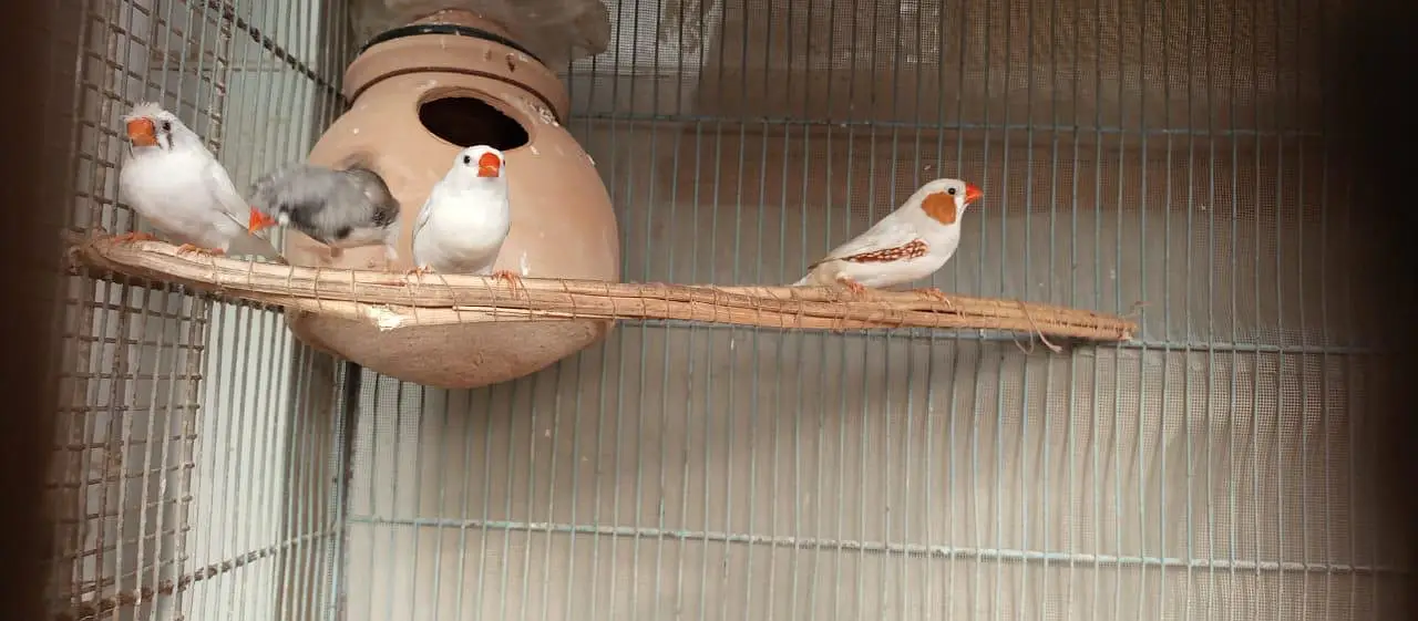 Finch | snowwhite | halforange | finches — photo 4