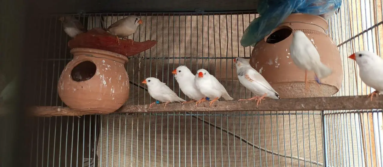 Finch | snowwhite | halforange | finches — photo 5