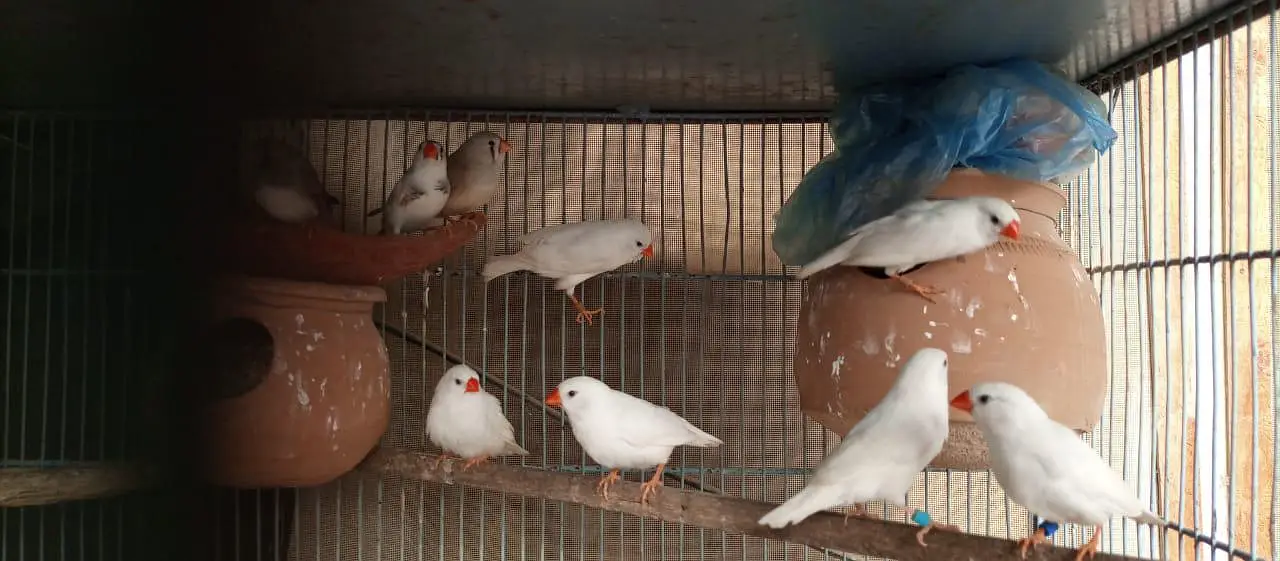 Finch | snowwhite | halforange | finches — photo 6