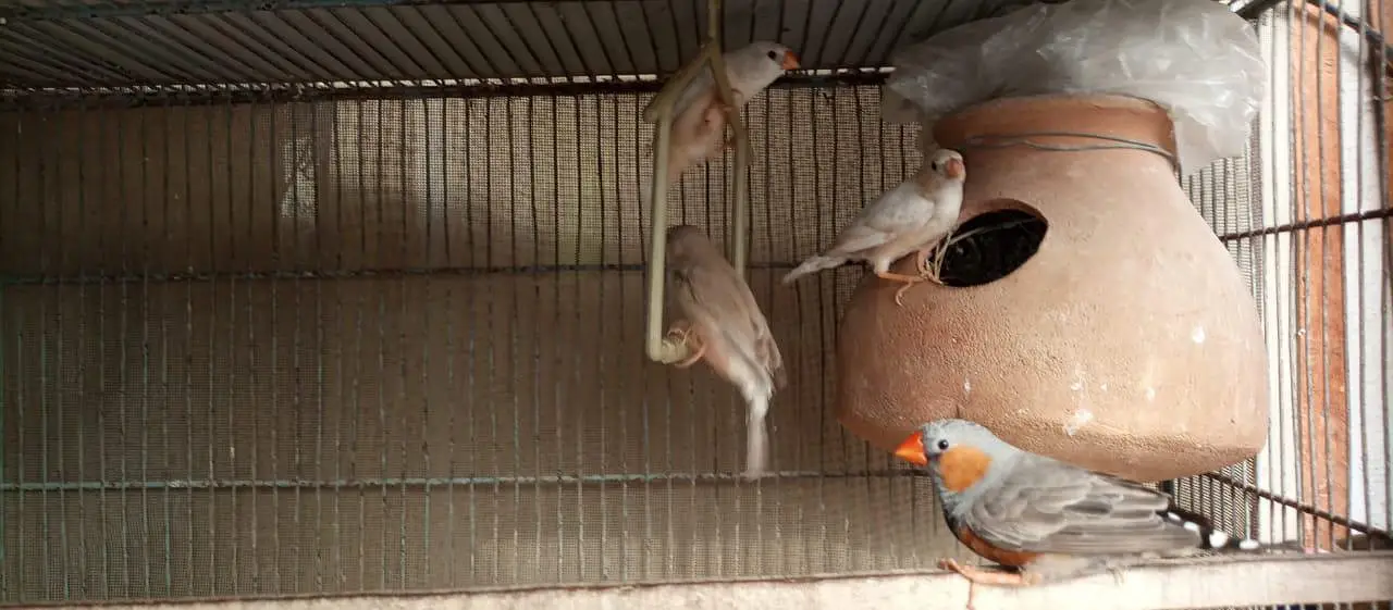 Finch | snowwhite | halforange | finches — photo 7