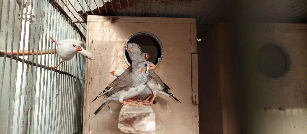 Finch | snowwhite | halforange | finches — photo 8