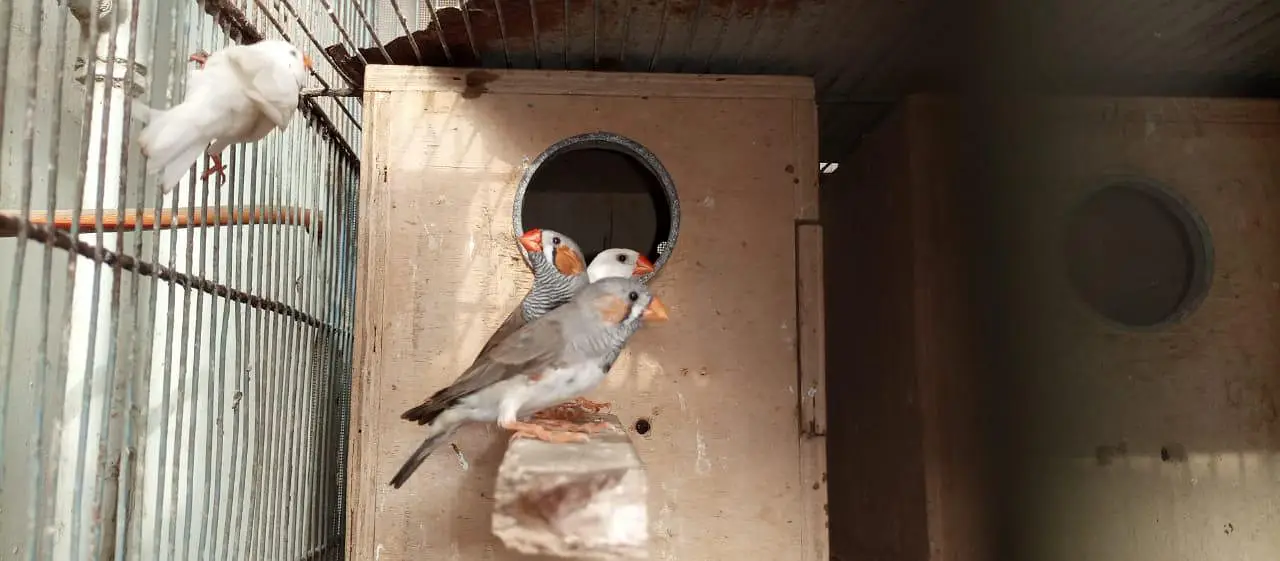 Finch | snowwhite | halforange | finches — photo 9