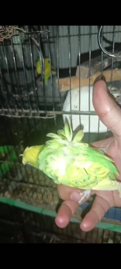 Hogo Double flower chicks for sale Mtn