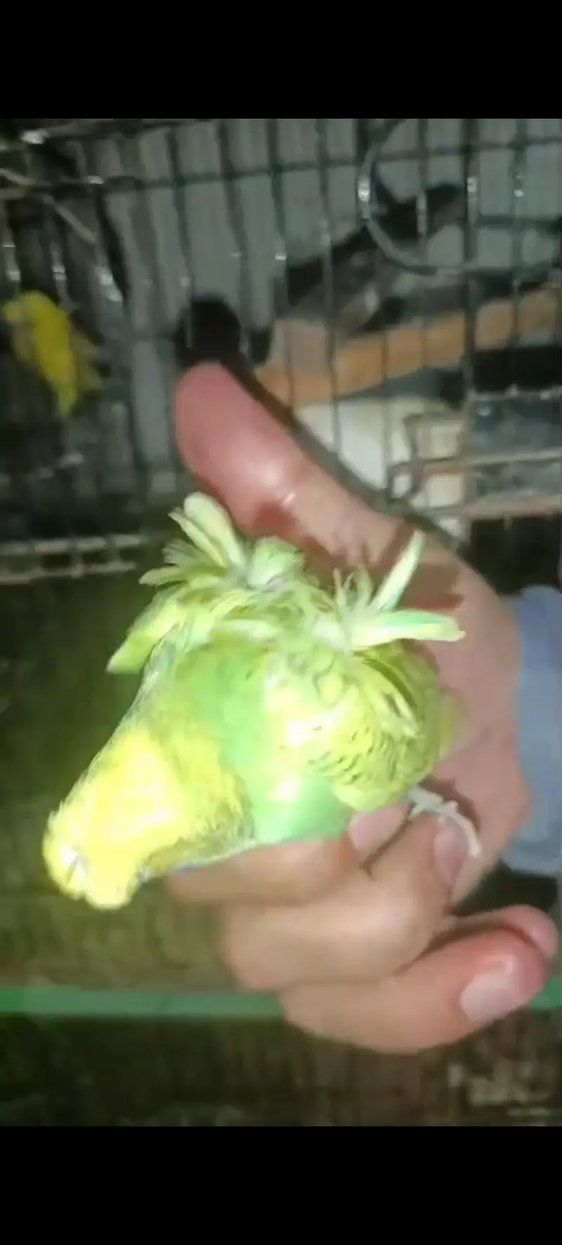 Hogo Double flower chicks for sale Mtn — photo 2