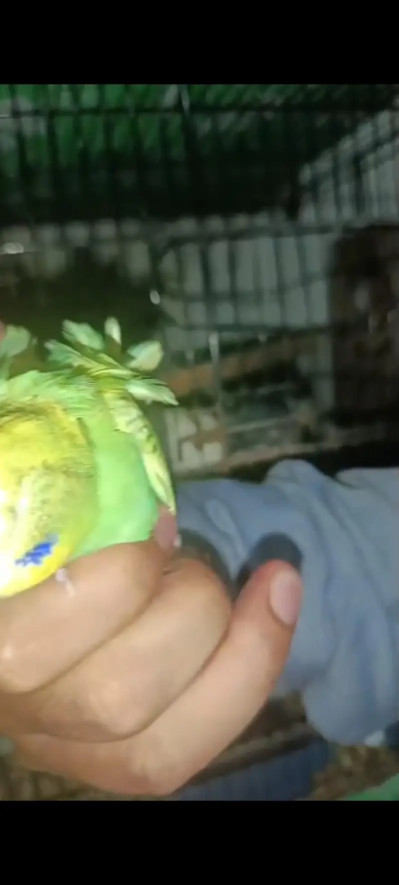 Hogo Double flower chicks for sale Mtn — photo 3