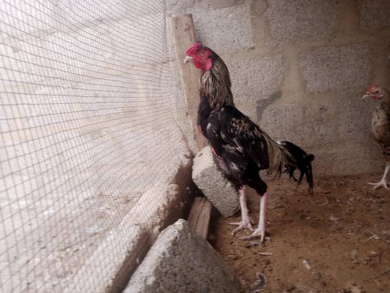 java cock 0