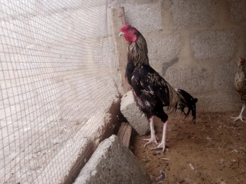 java cock — photo 2