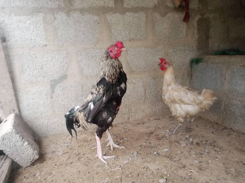 java cock 3