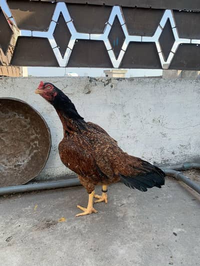 aseel female for sale