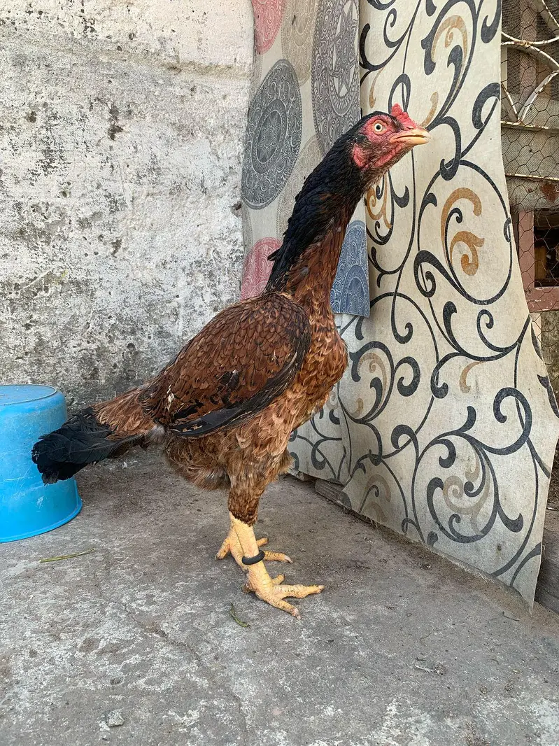 aseel female for sale — photo 2