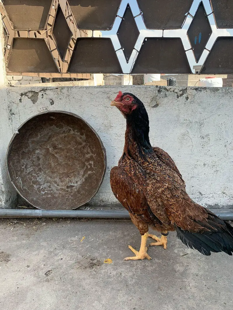 aseel female for sale — photo 3