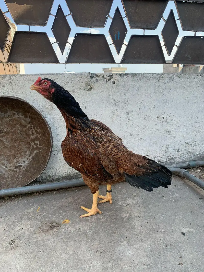 aseel female for sale — photo 4