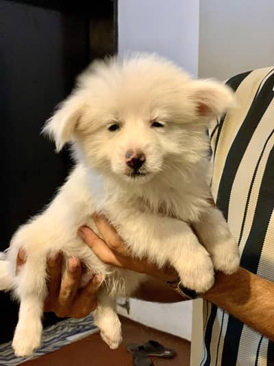 Russian puppies