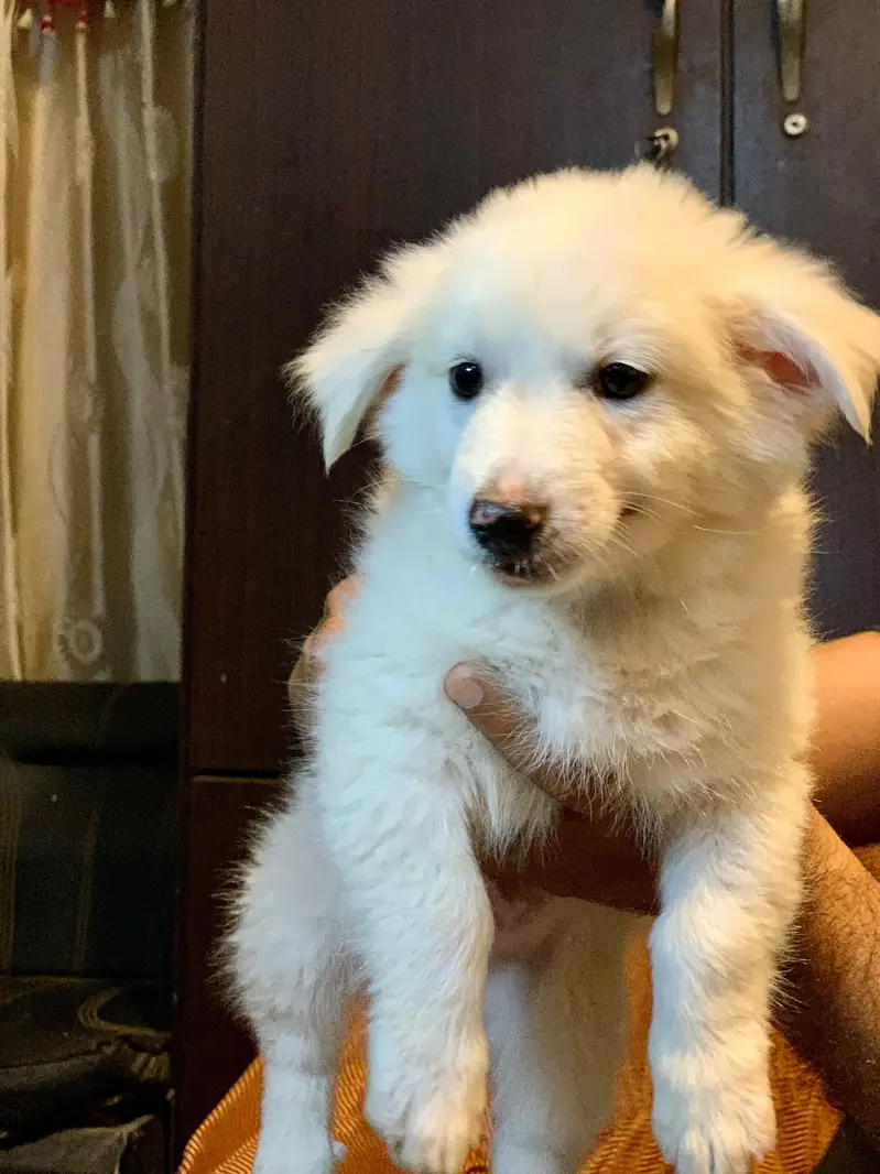 Russian puppies — photo 4