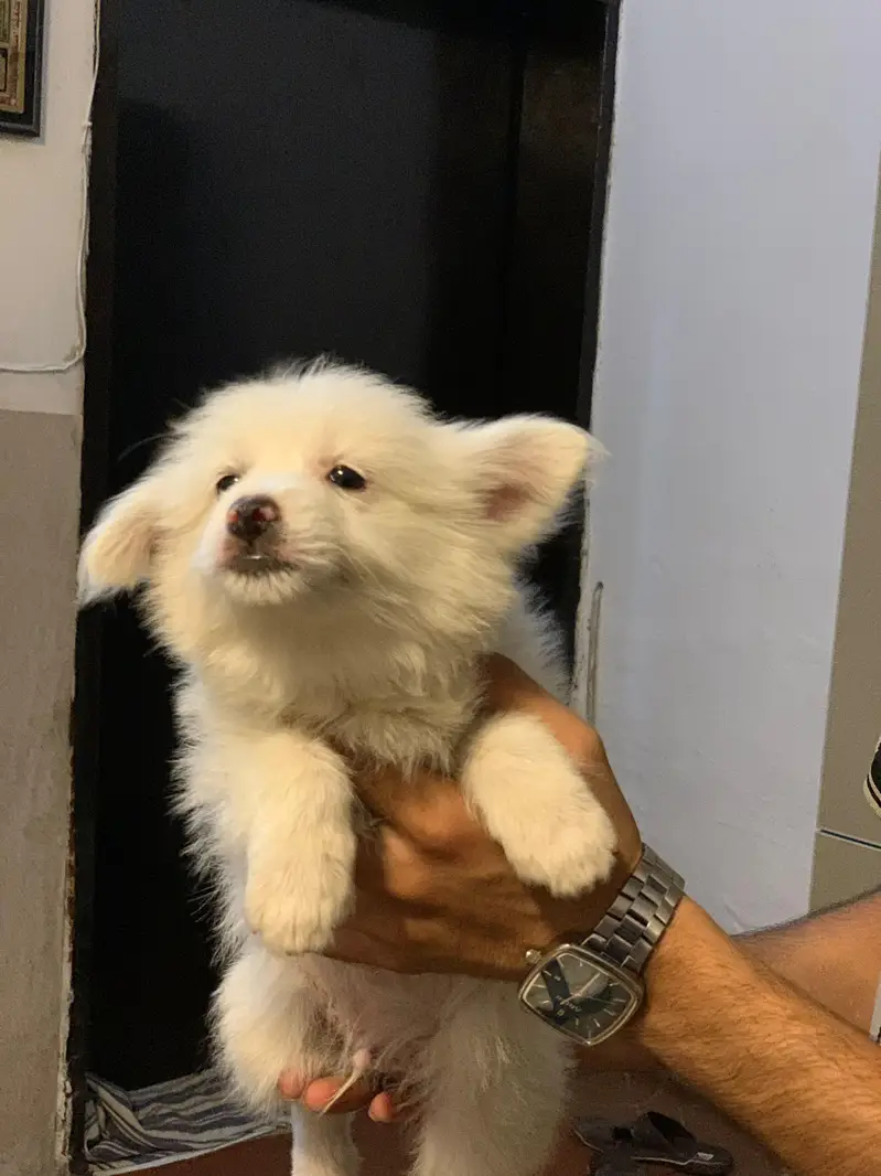 Russian puppies — photo 5