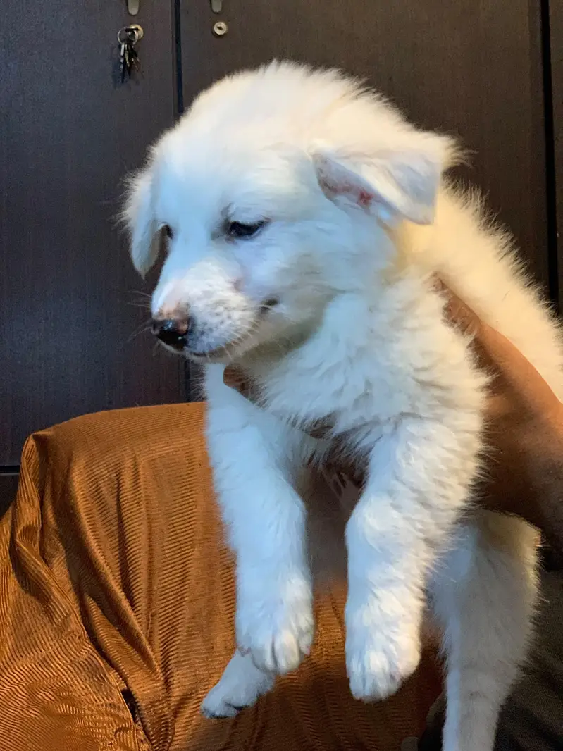 Russian puppies — photo 6