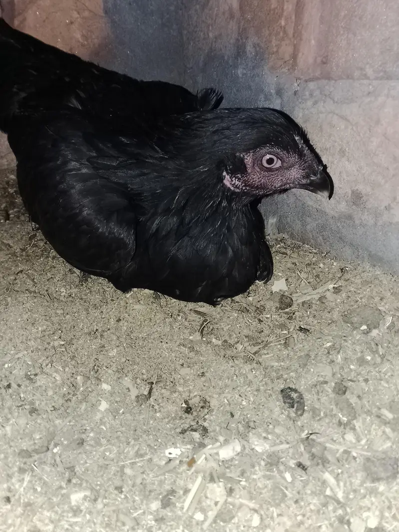 Aseel male our female h — photo 2