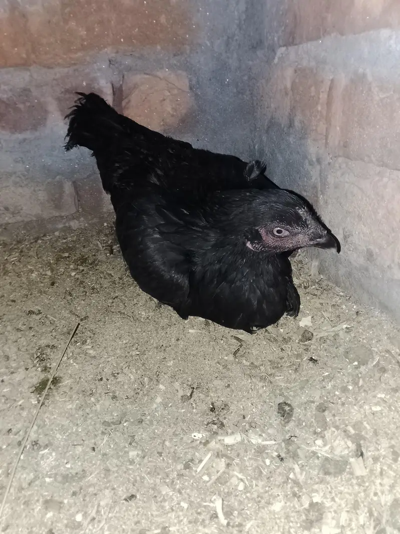 Aseel male our female h — photo 3