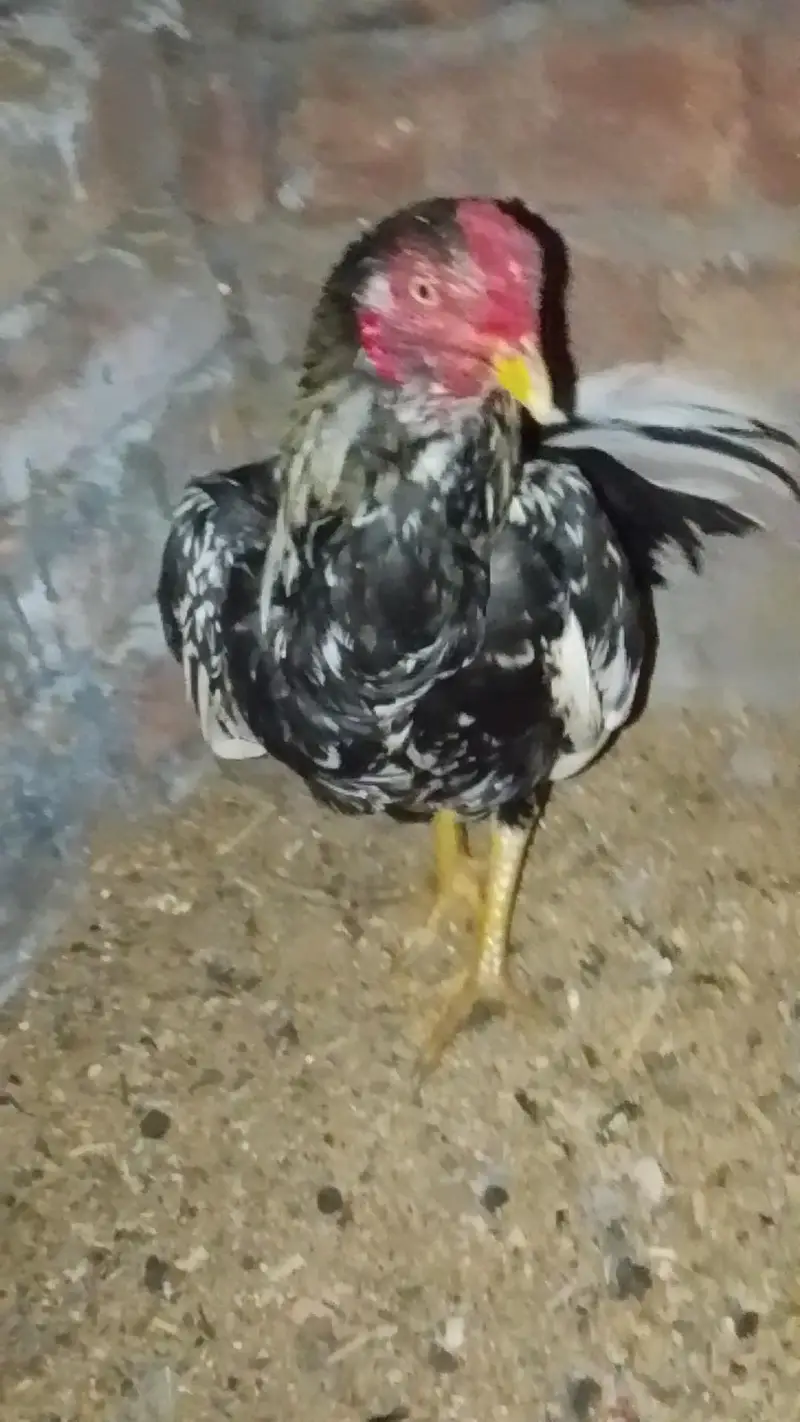 Aseel male our female h — photo 5