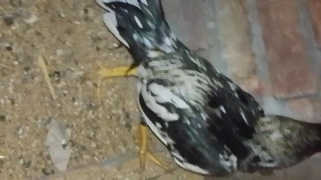 Aseel male our female h — photo 6