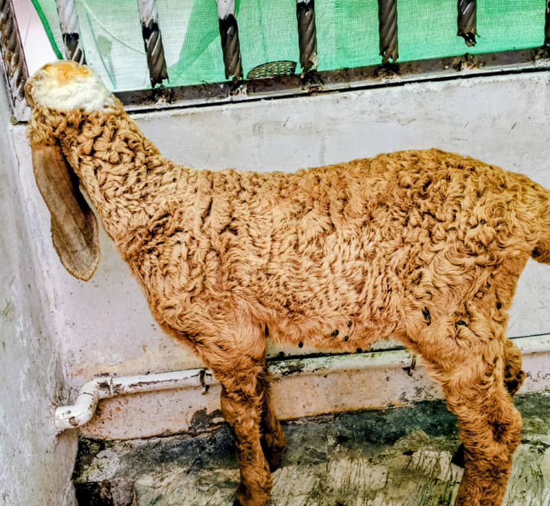 larkana 0