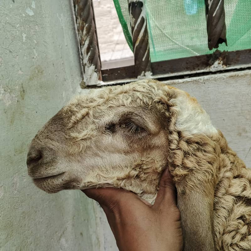 larkana 1