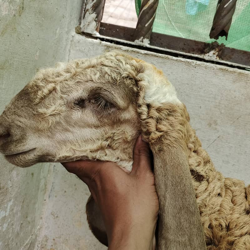 larkana 2