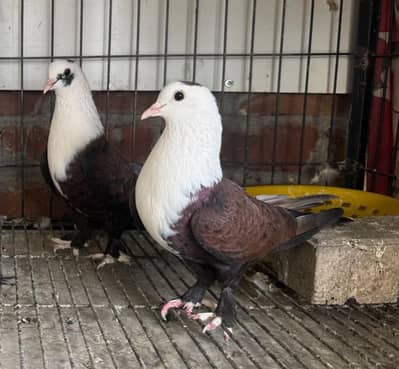 karbali 2 Breder Female's For sale