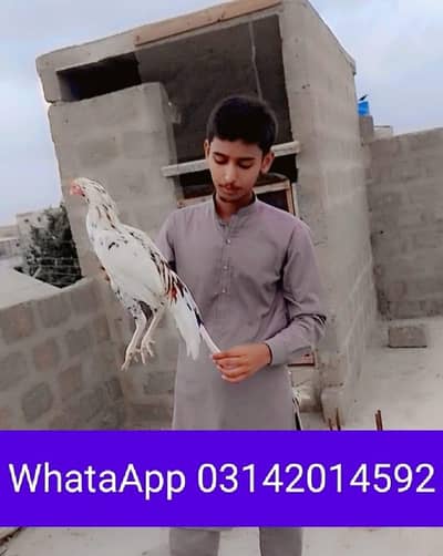 Aseel Cheena Murga