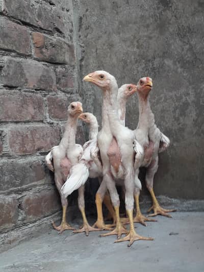 white shamo chicks/king size german o shamo/aseel/hens/fancy